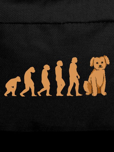 Evolution Poodle