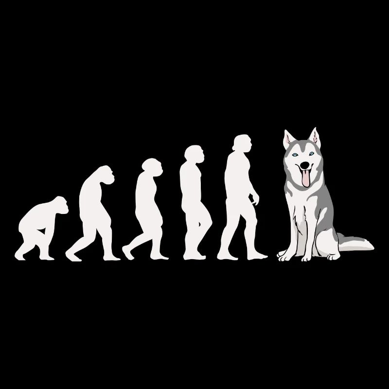 Evolution Husky sibérien