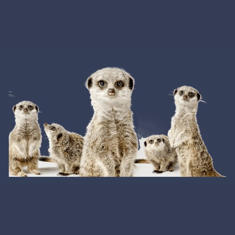 Erdhörnchen