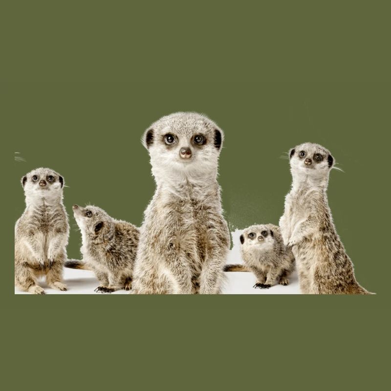 Erdhörnchen