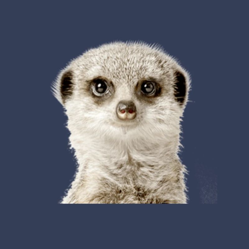 Erdmännchen
