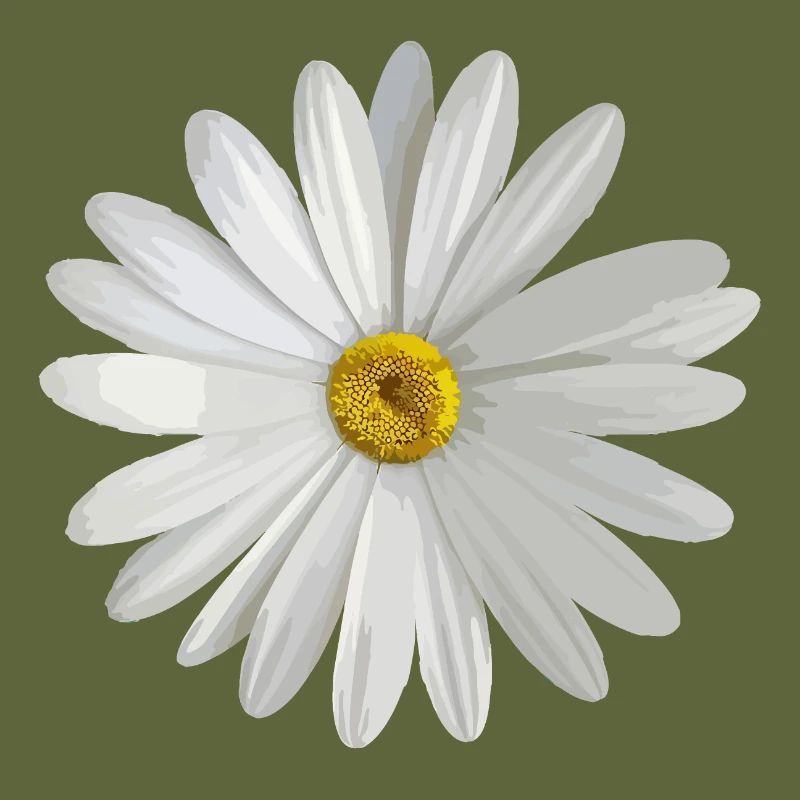 Gänseblümchen