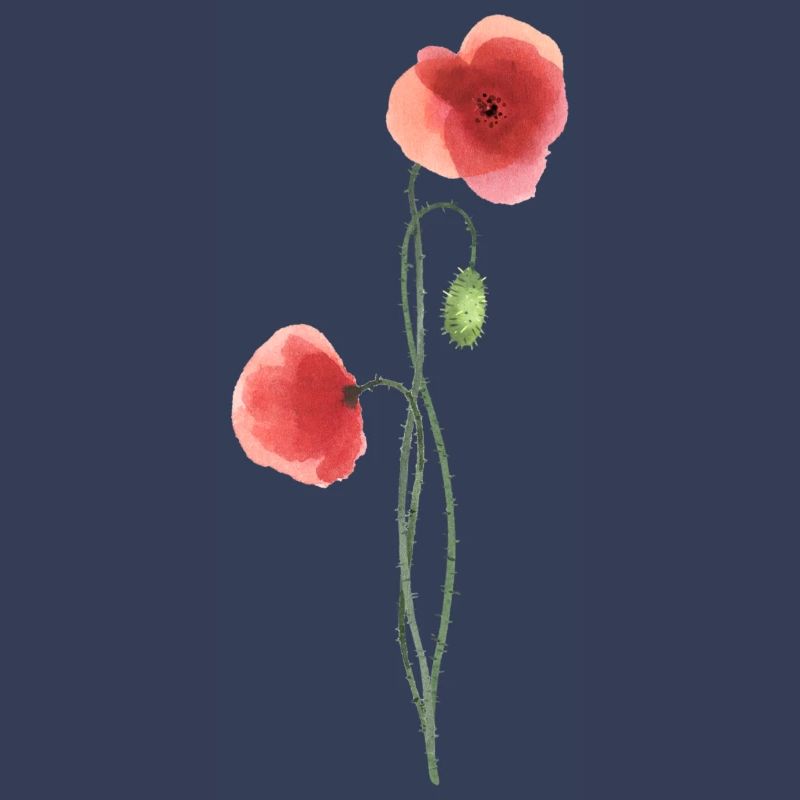 Blume: roter Mohn