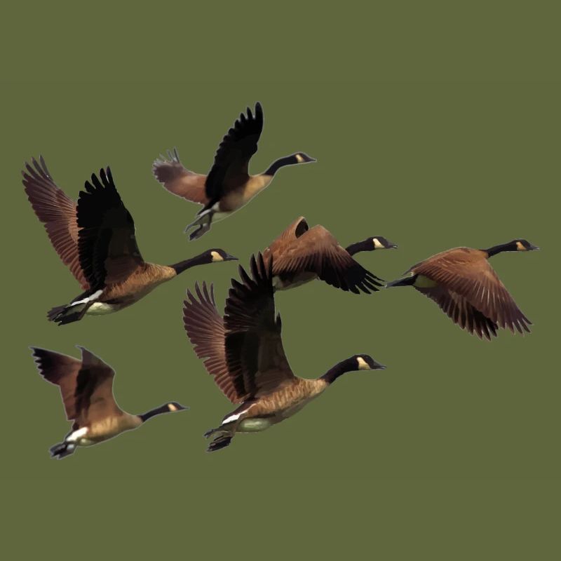 canards