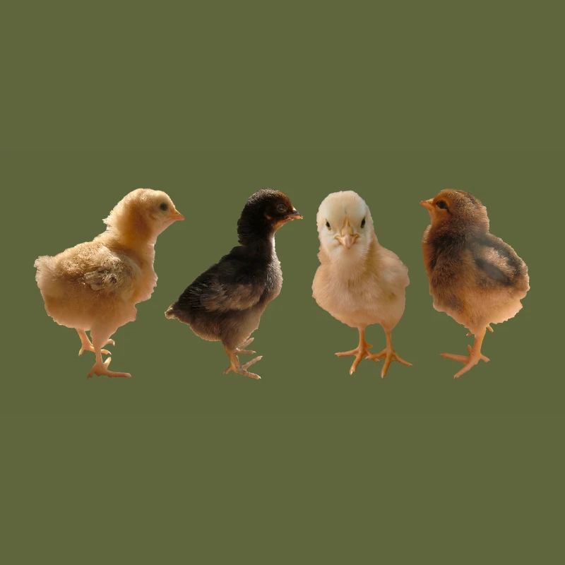 Chick