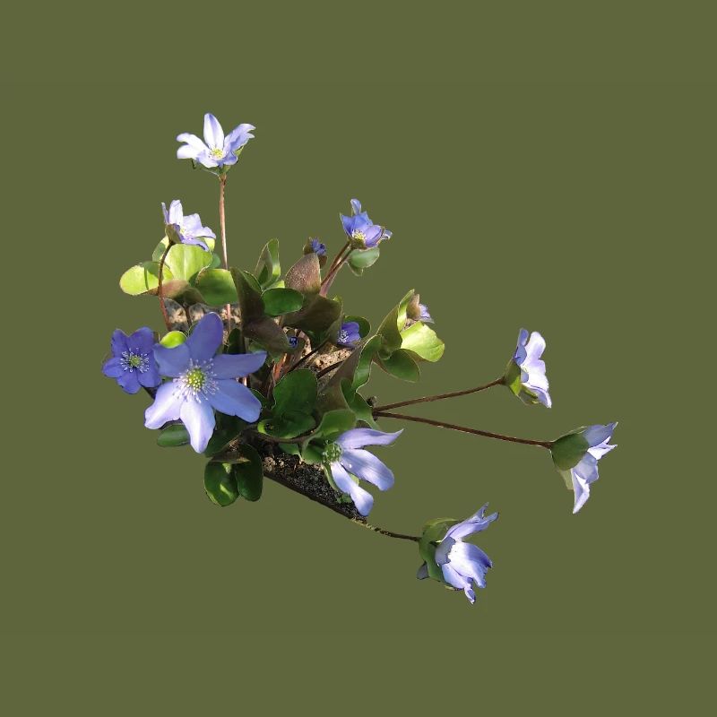 Leberblümchen