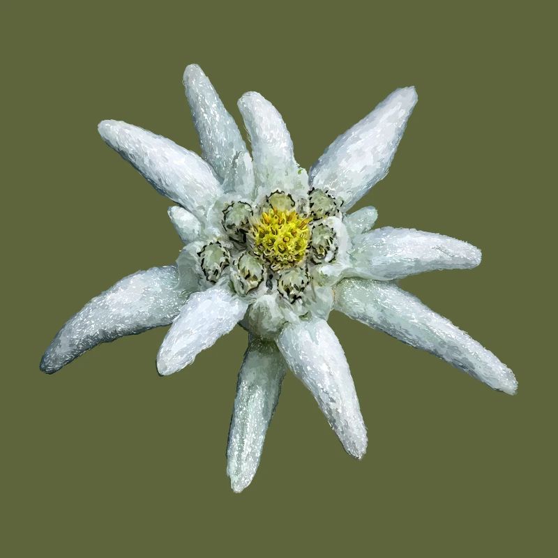 Alpine Edelweiss
