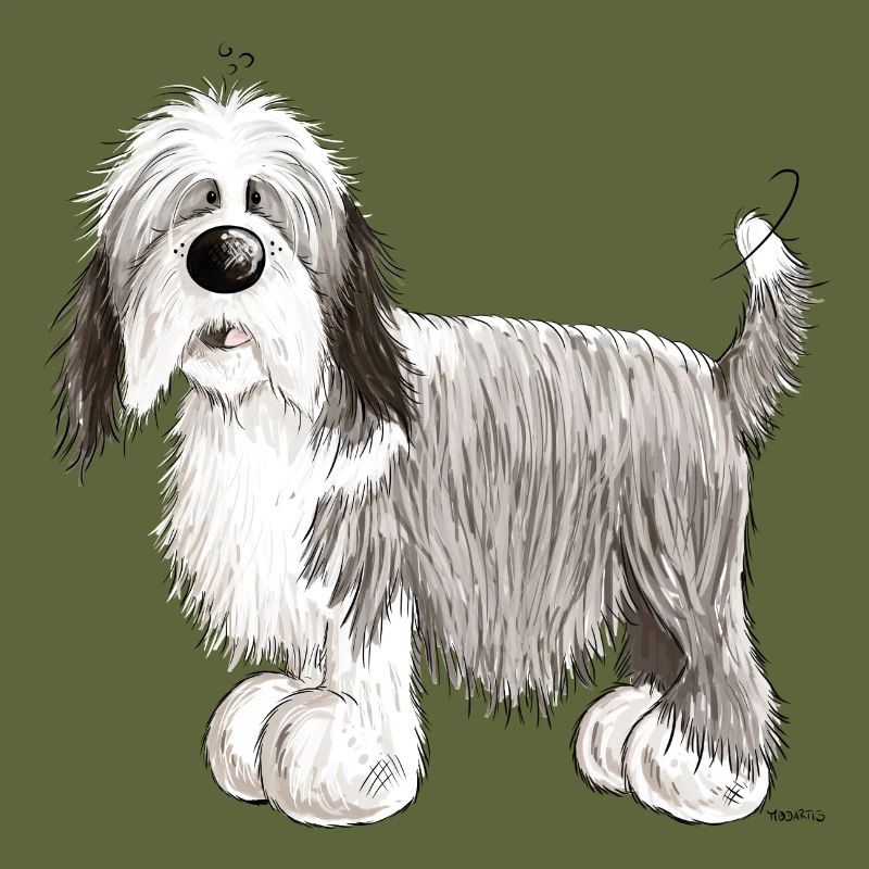 The Bearded Collie