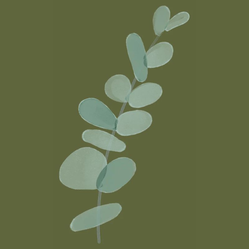 Eucalyptus