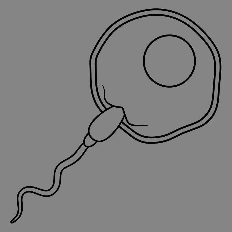 fertilization egg insemination egg sperm sperm