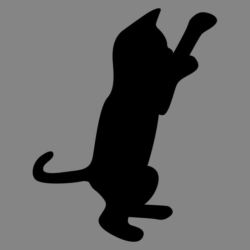 cat kitten