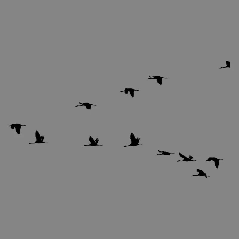 les oiseaux migrateurs
