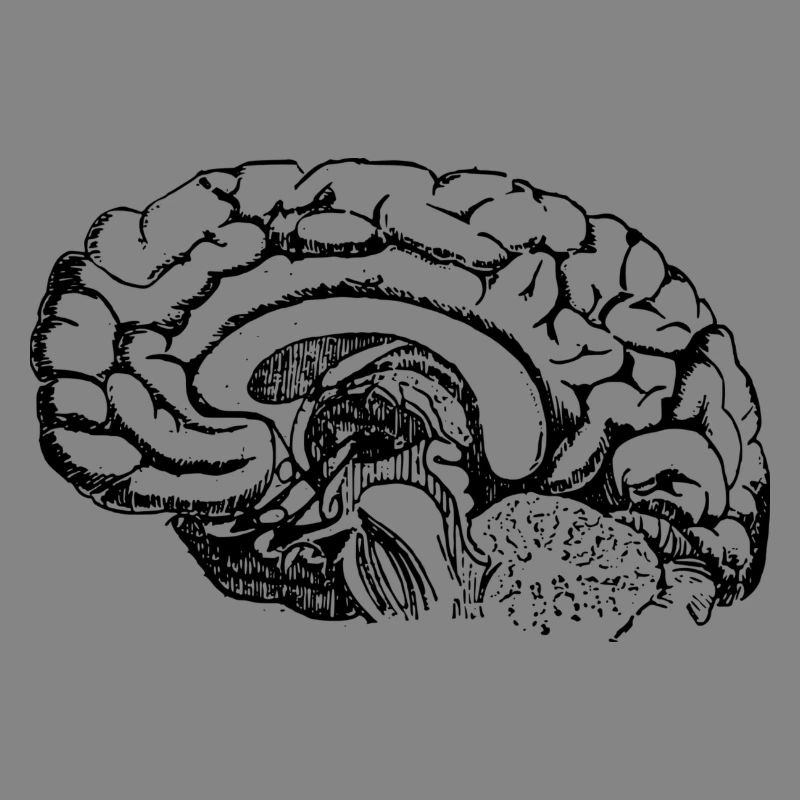 Brain Anatomy