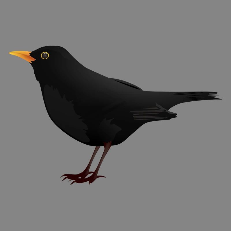 Amsel Drossel Star Vogel Geschenk Geschenkidee