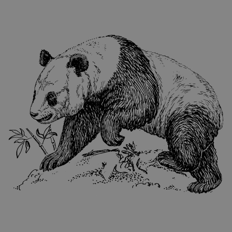 Panda bear