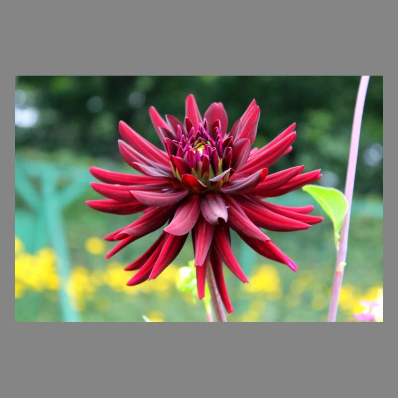 Fleur, Rouge, Fleur Rouge