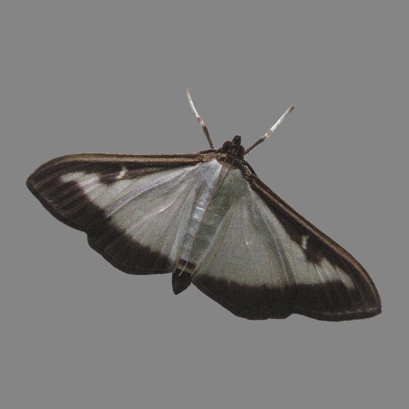 box tree moth