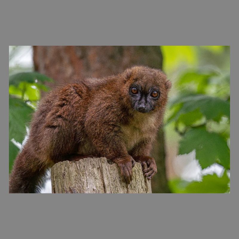 Red Titi Monkey