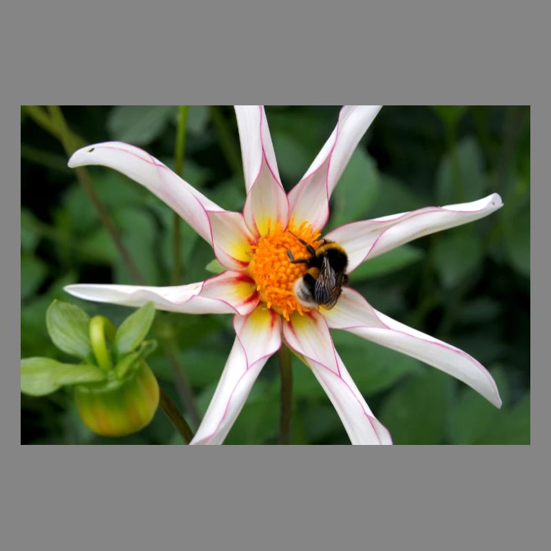 Blume mit Hummel