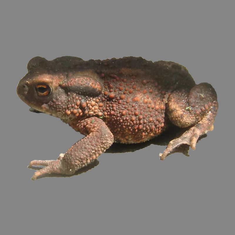 toad