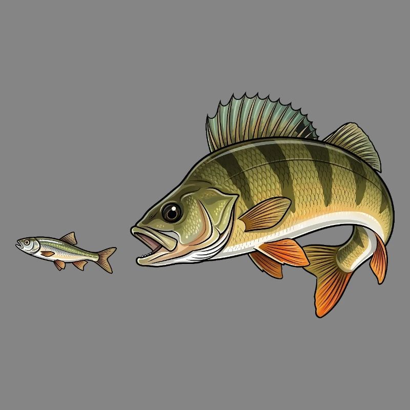 La perche chasse le poisson