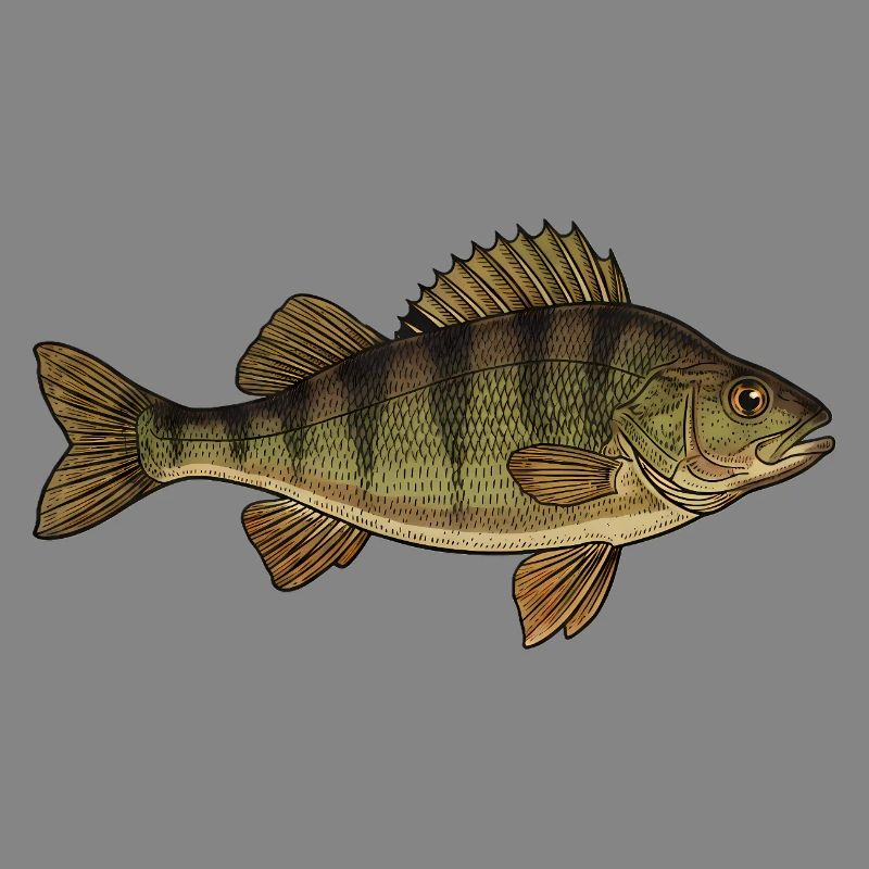 Realistic Perch Fish Vector