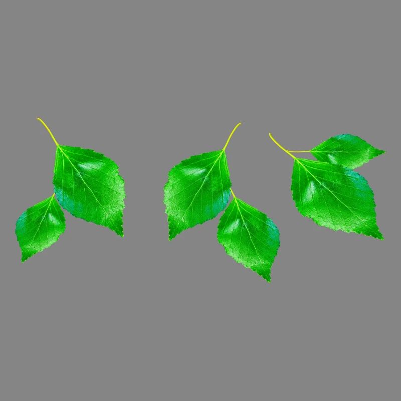 BIRCH ||