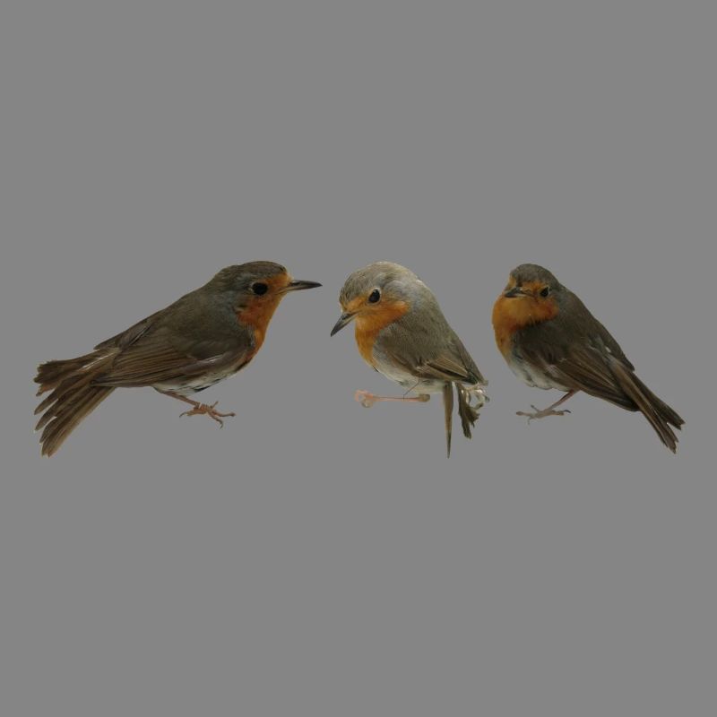 three robins