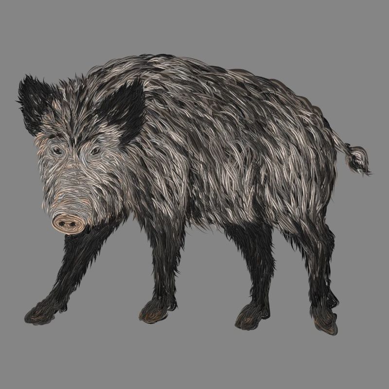boar