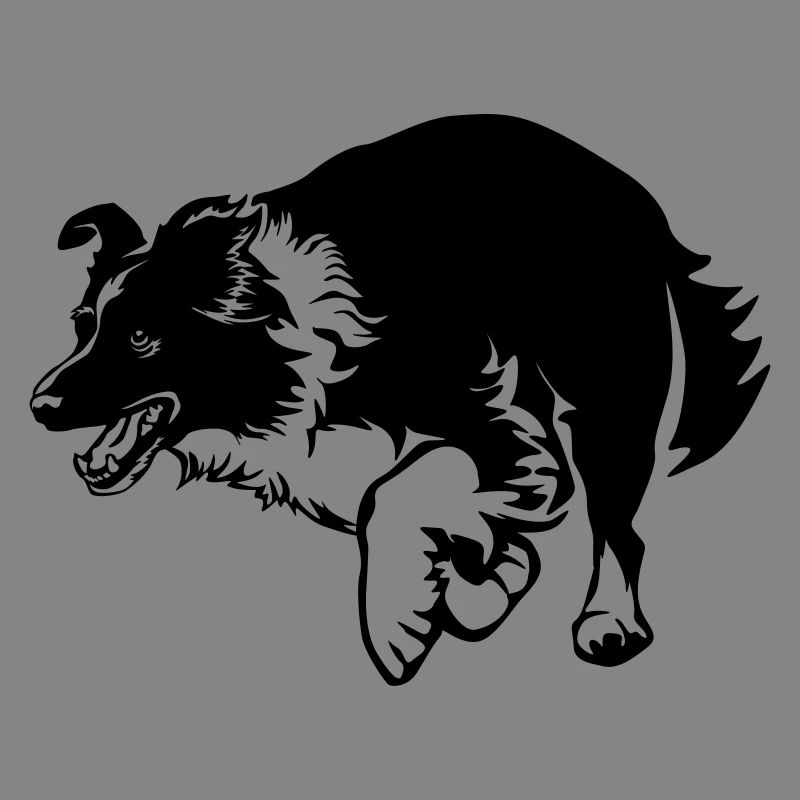 Border Collie