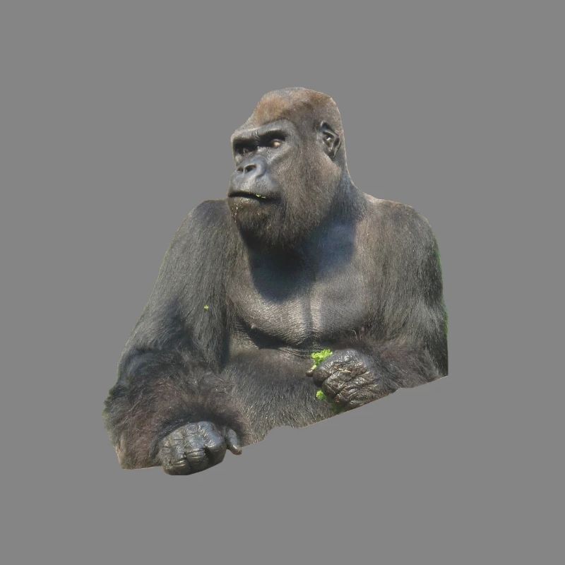 Gorilla