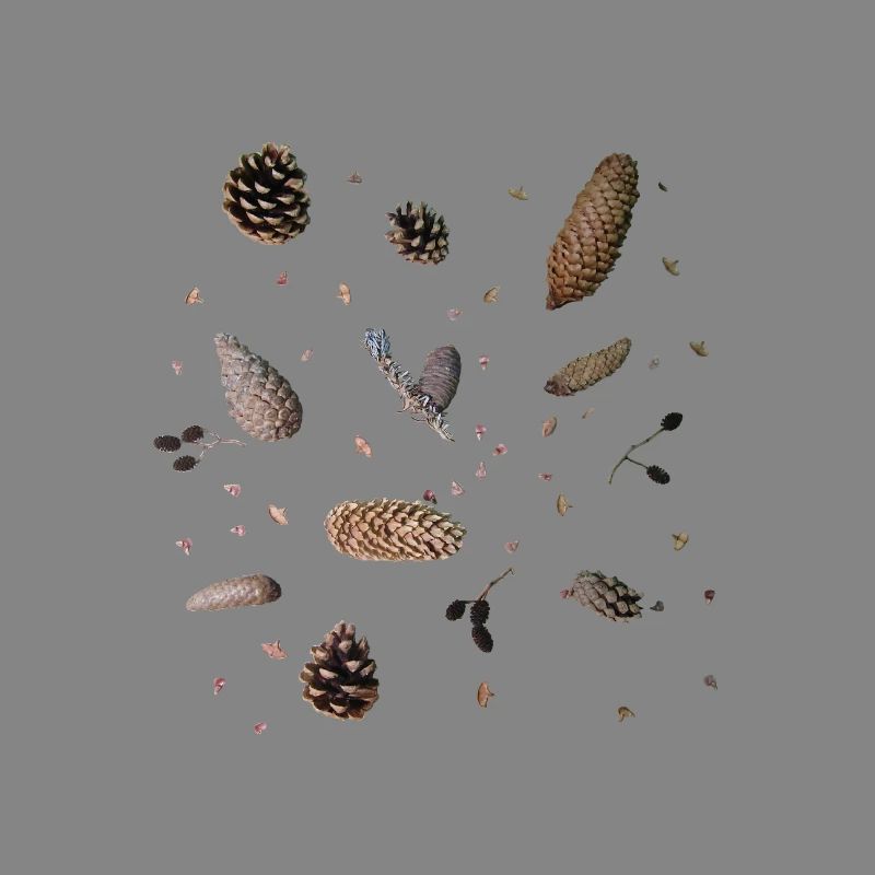 Cones, botany