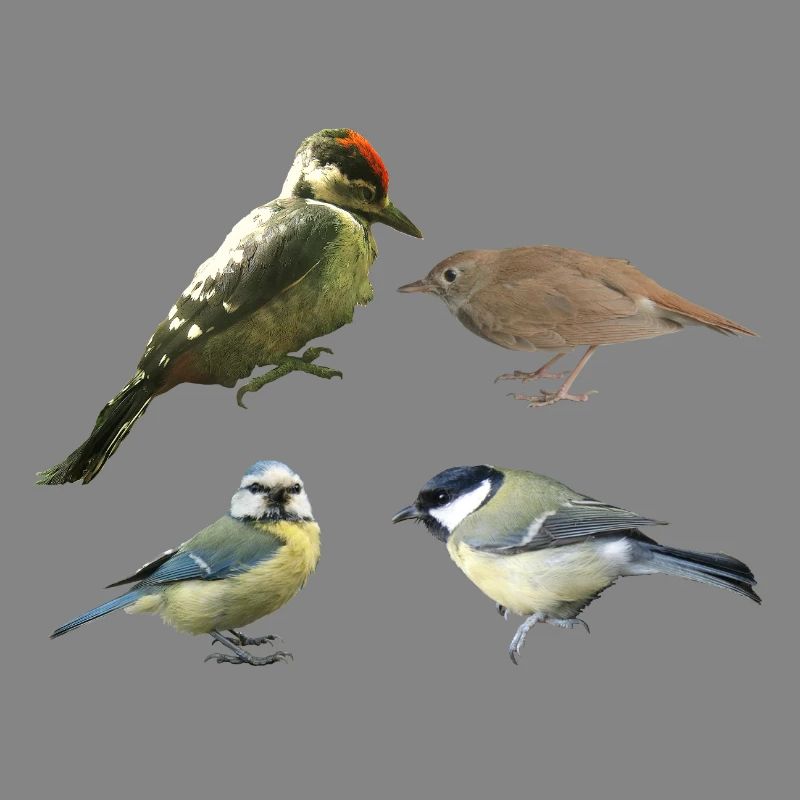 Singvögel