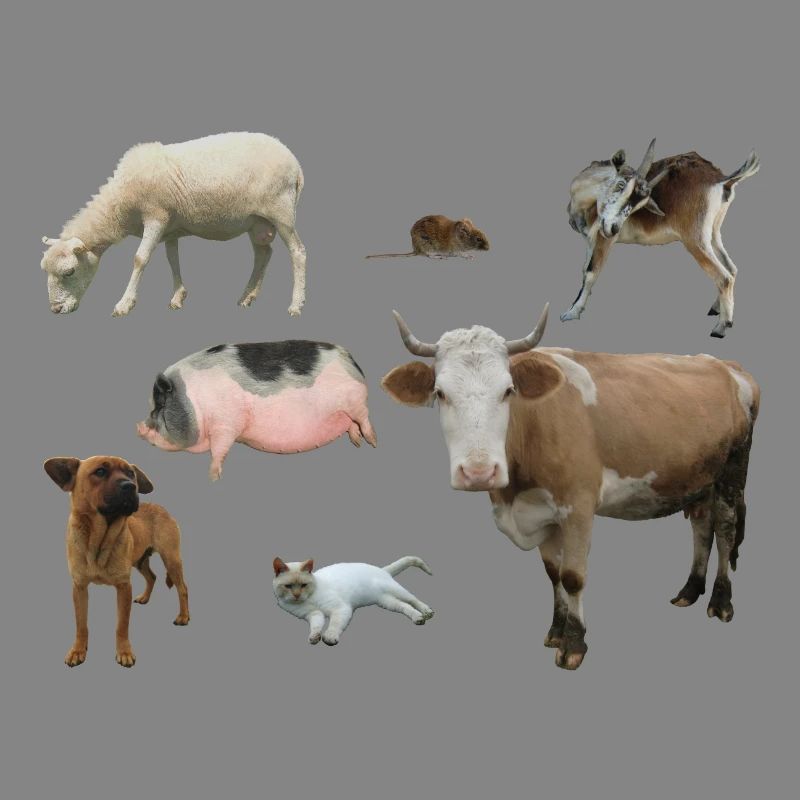 Farm