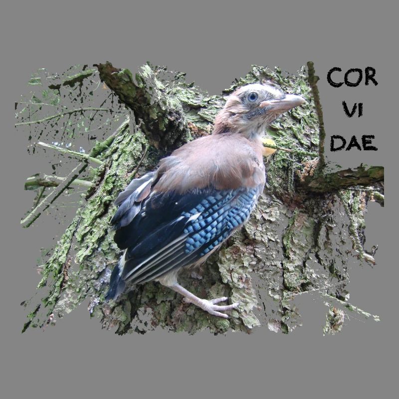 Eichelhäher Corvidae
