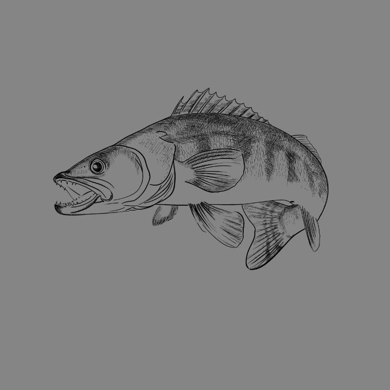 Zander