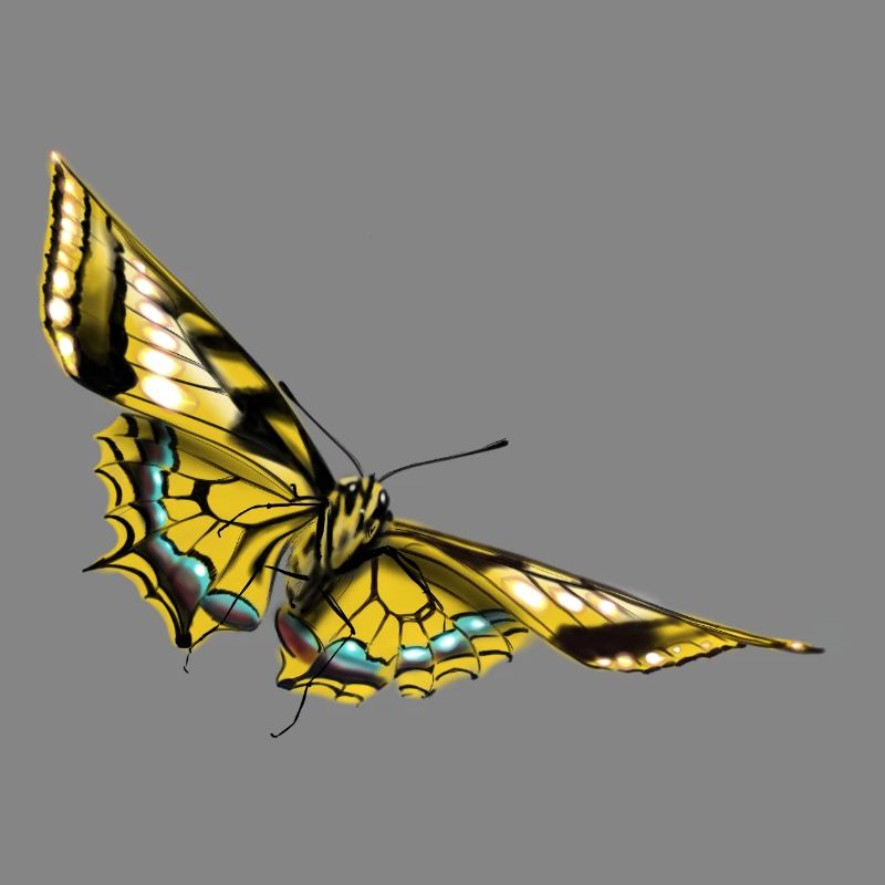 Golden Wing Butterfly