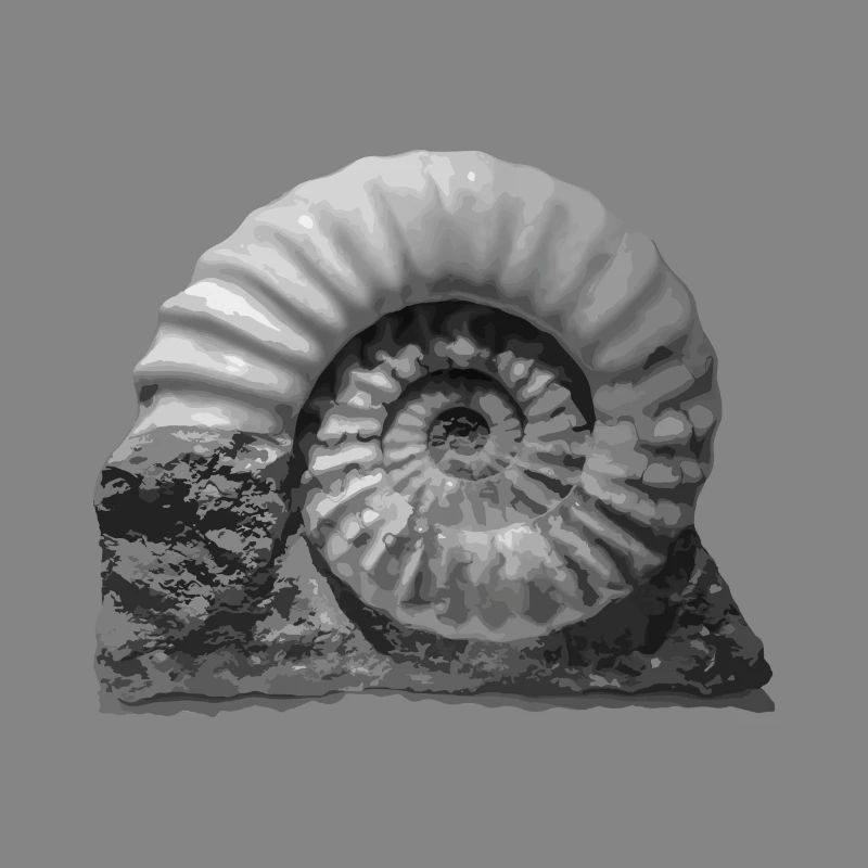 Ammonite