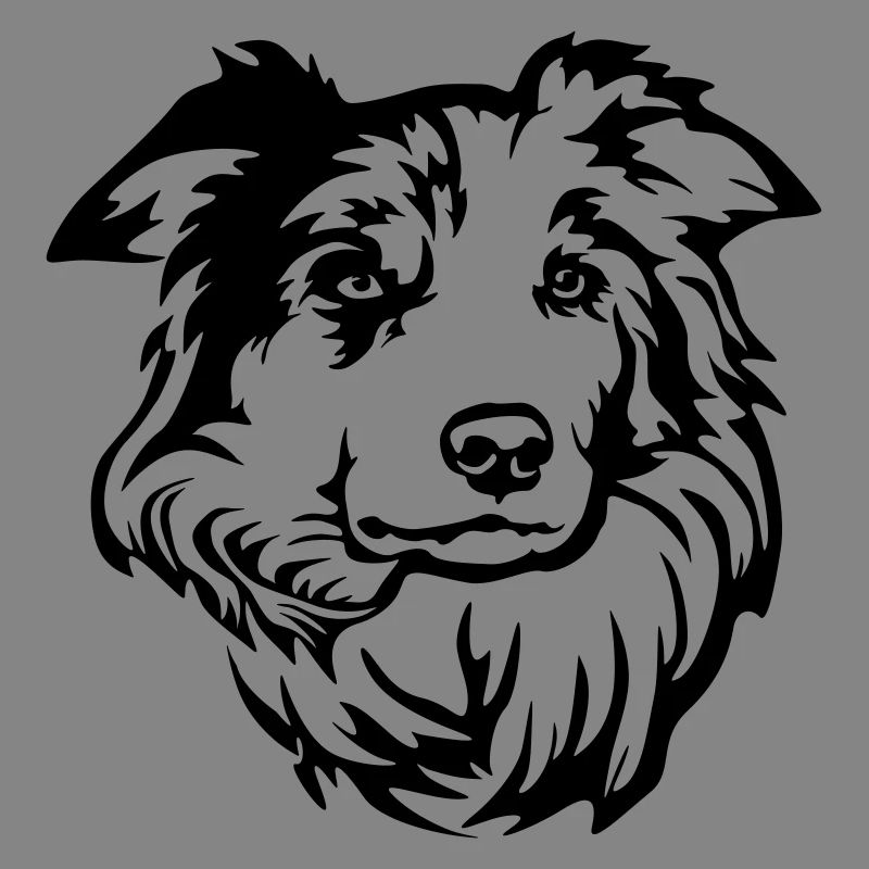 Border Collie Head