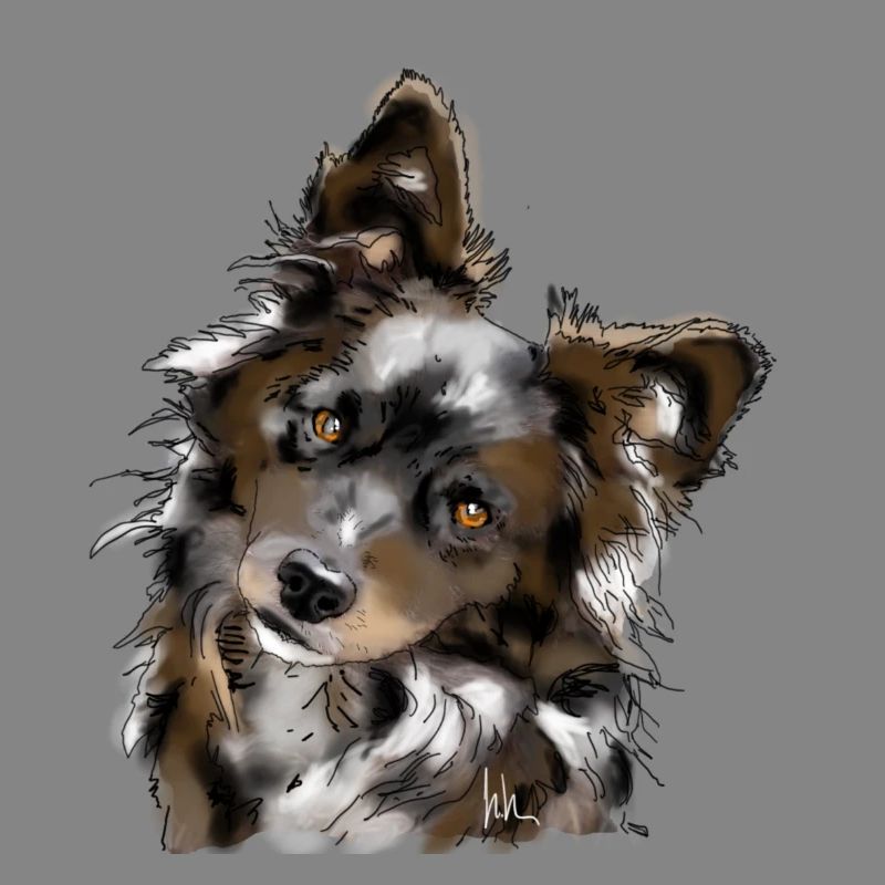 Australian Shepherd