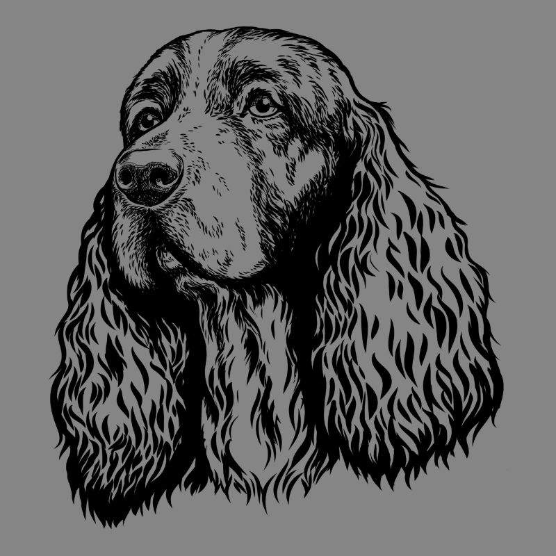 Springer Spaniel Portrait schwarz
