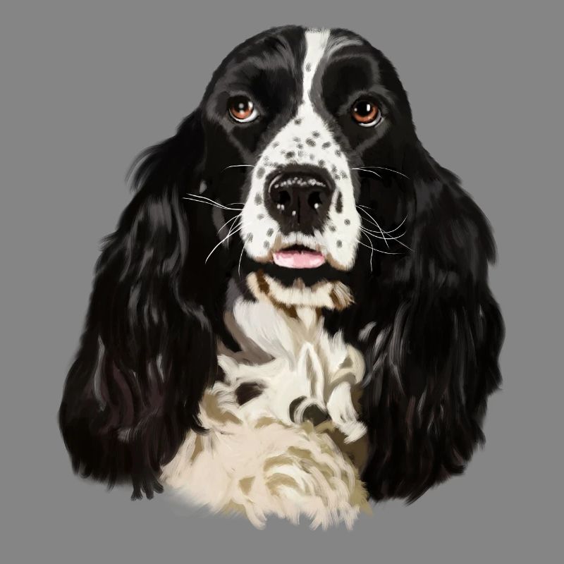 cocker spaniel