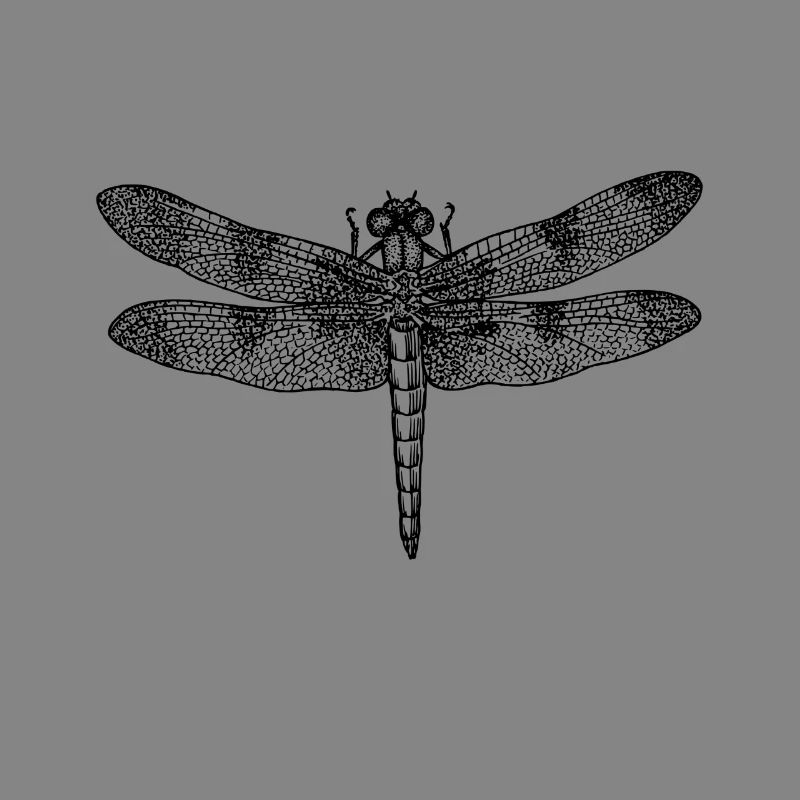 Dragonfly dragonfly drawing insect outline retro