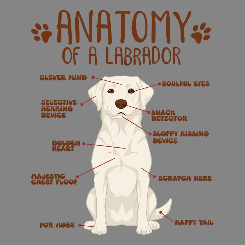 Anatomie eines white Labradors
