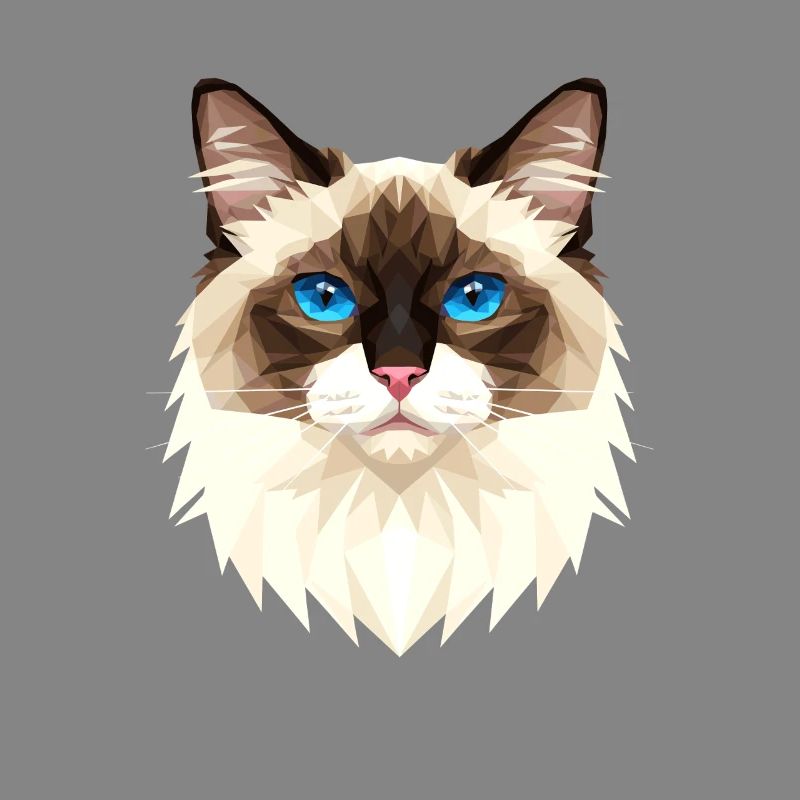 Chat Birman Chat Birman Sacré Chat Birman Mignons Chats Birman