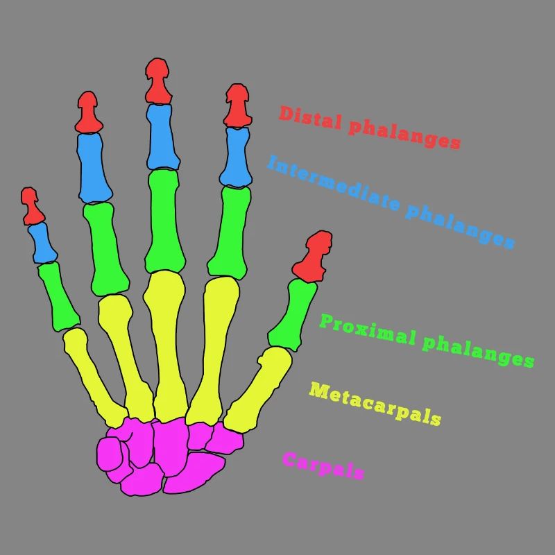 mains os anatomie humain évolution Physio