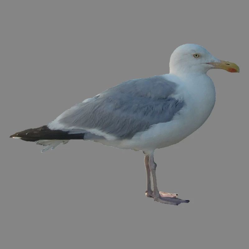 Gull
