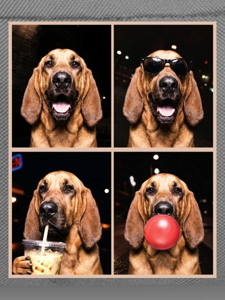 Hunde Bluthund Hund