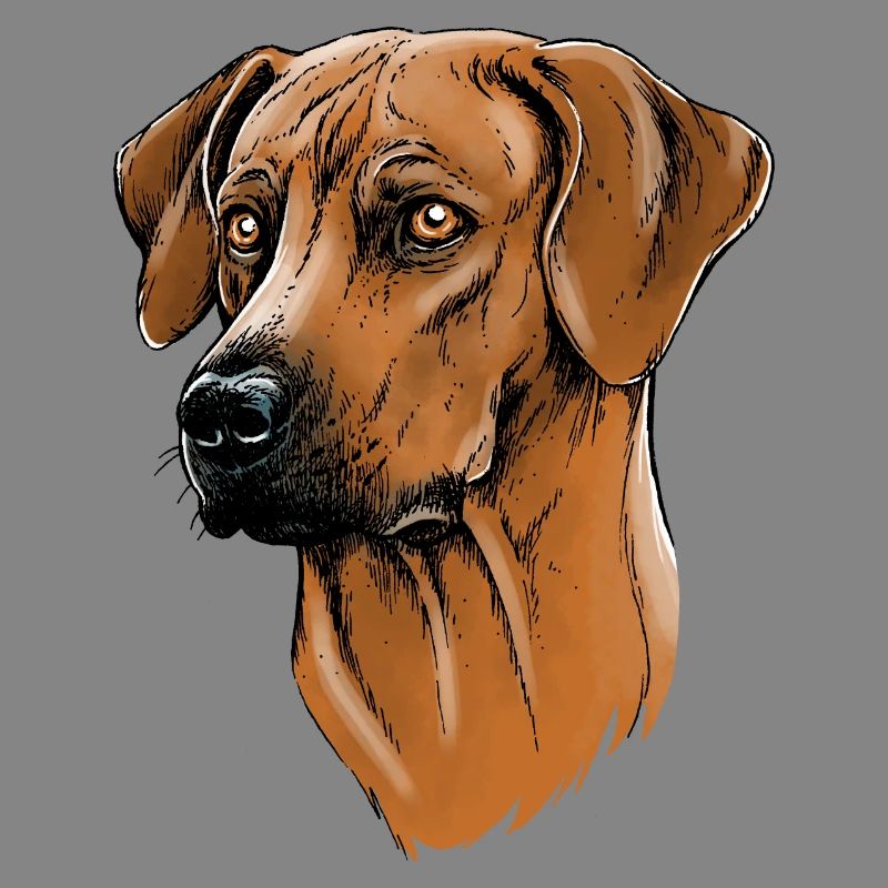 Rhodesian Ridgeback