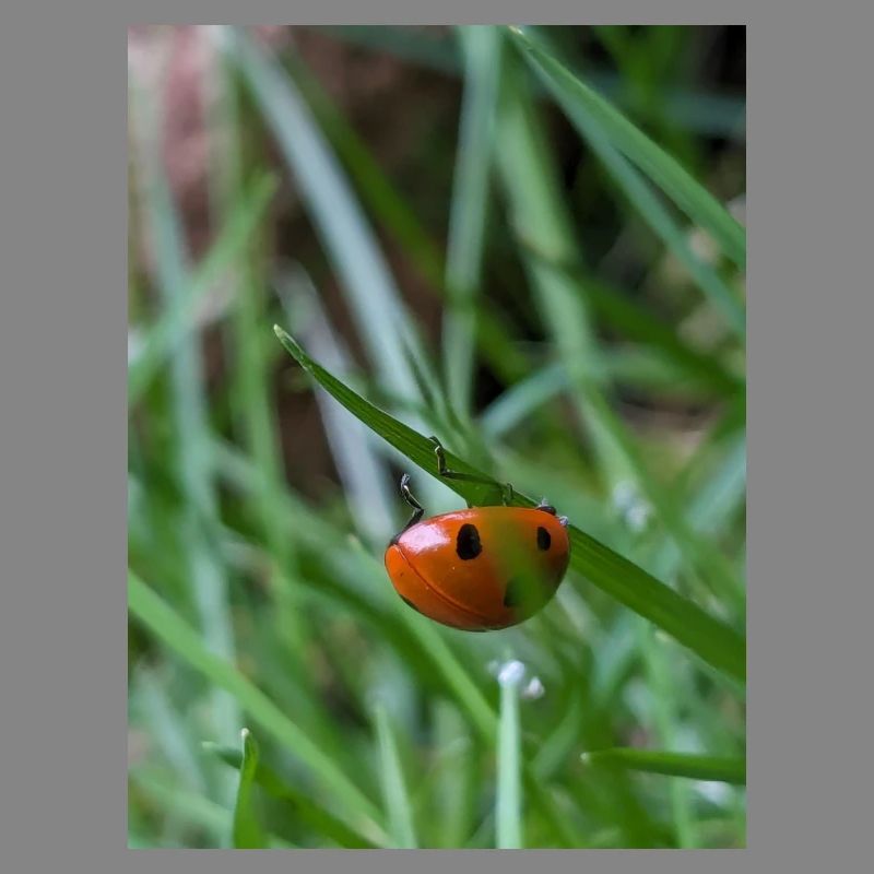 Close-up: Ladybug on grass